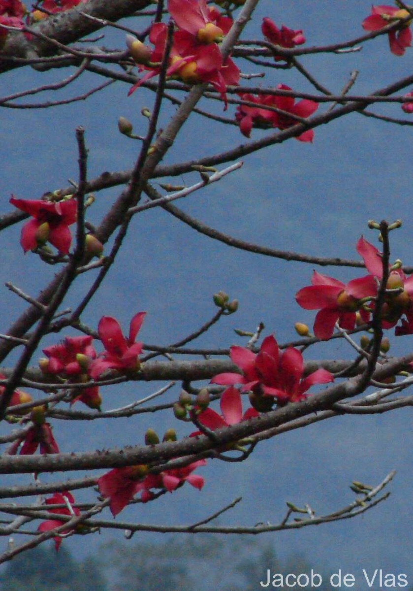 Bombax ceiba L.